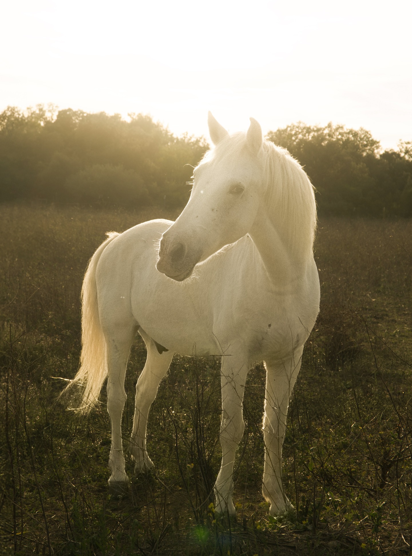 Horse